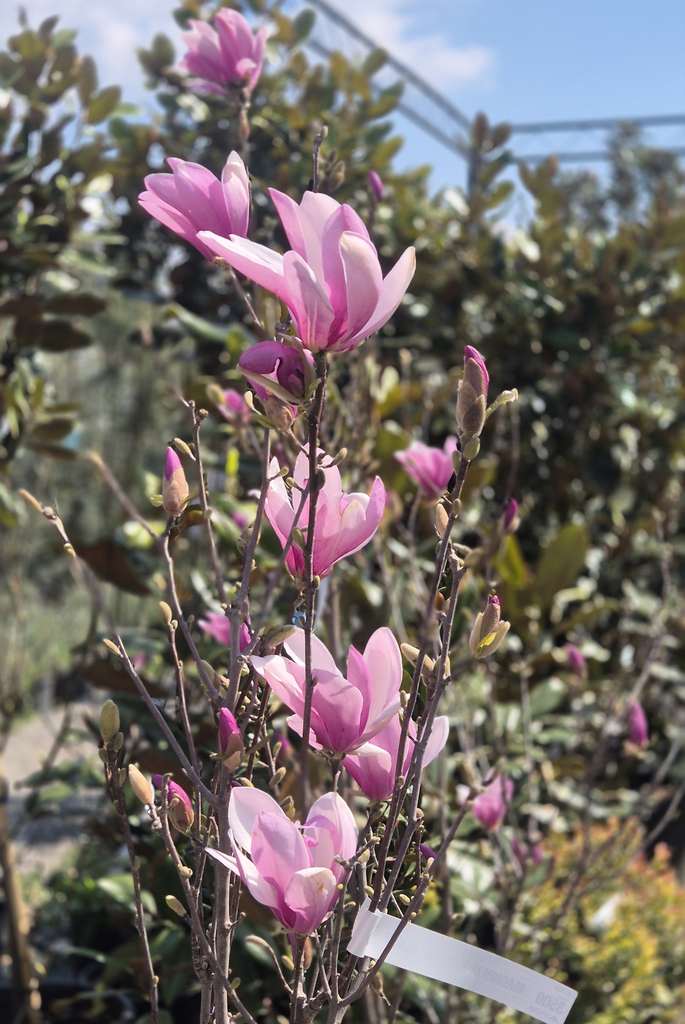 Кога магнолиите цветаат, пролетта навистина започнува! Каде да ги набавите?