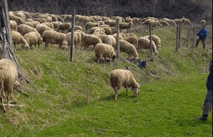 Овчарството ќе згасне ако државата сериозно не се справи со проблемите на сточарите