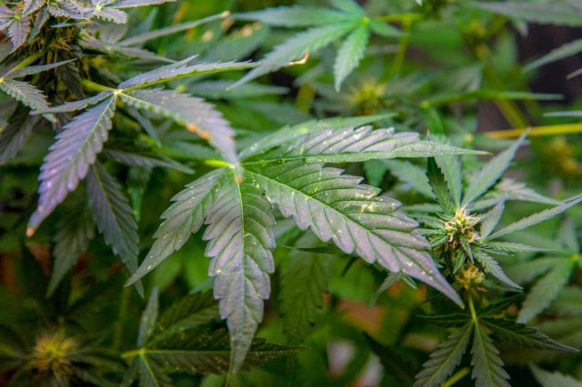 Уште шест компании за одгледување канабис останаа без лиценци