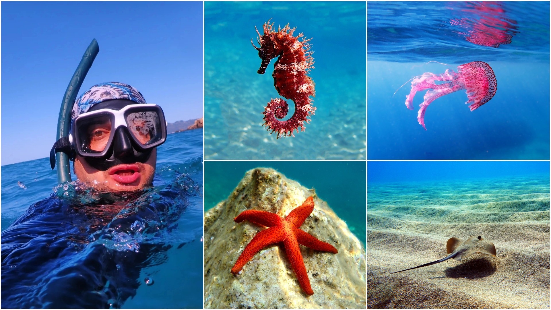 Познат е по фотографијата со морско коњче, 3 пати доживеал удар од електрична ража – Интервју со Воислав Колевски, фотограф на подводен свет