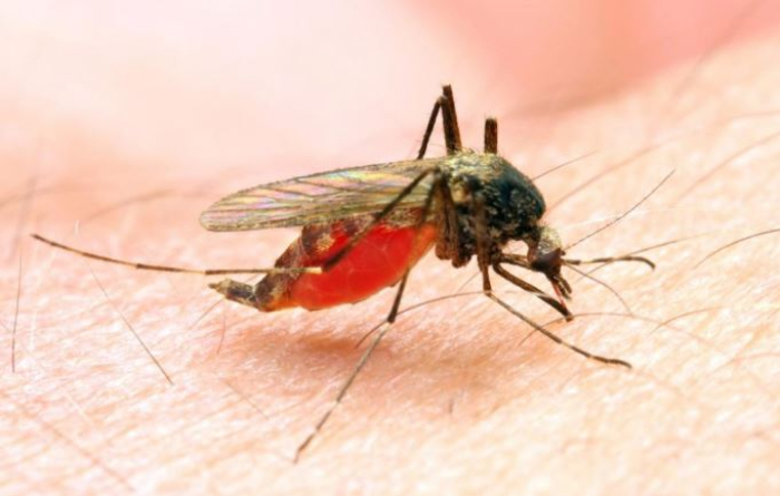 Патници од Скопје и Куманово се вратиле од Африка заразени со маларија