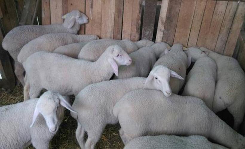 Во тек откупот на македонското јагне, откупната цена се движи од 260 до 280 денари