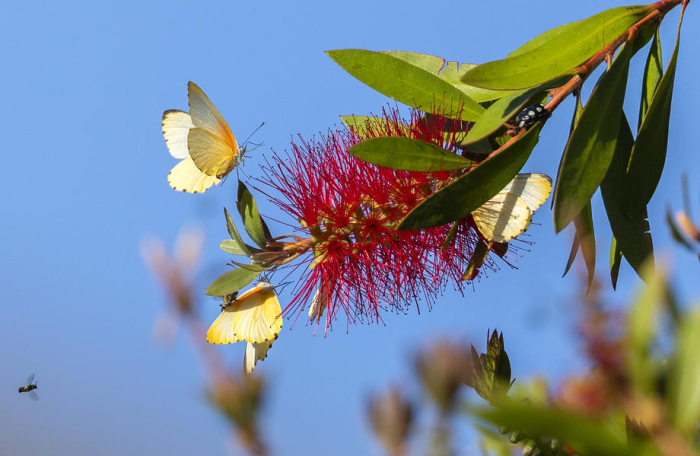 Рана пролет годинава, во текот на денот до 17 степени