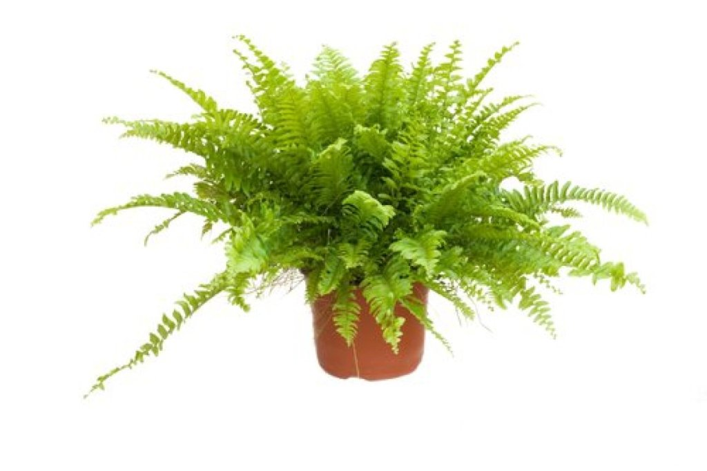 4 најлоши собни растенија за лицата кои страдаат од алергии: Ако ги чувате дома, веднаш фрлете ги