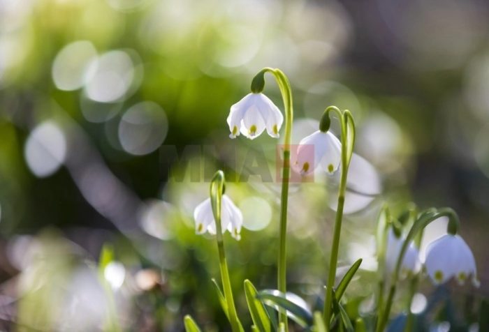 УХМР: Сончево со слаб југоисточн ветер и температура до 18 степени, слично време до петок, наоблачување и дожд за викендот