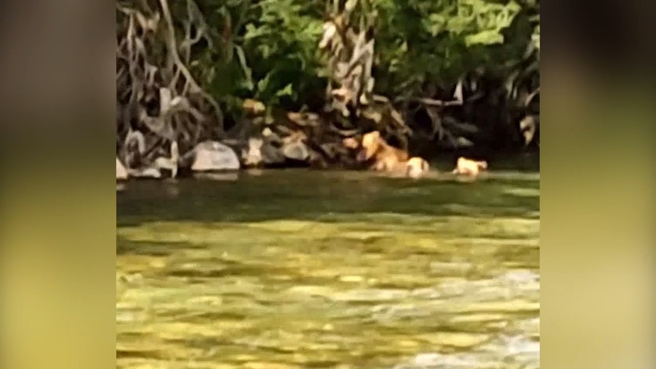 Убавина за очи – мечка и две малечки се бањаат во Радика