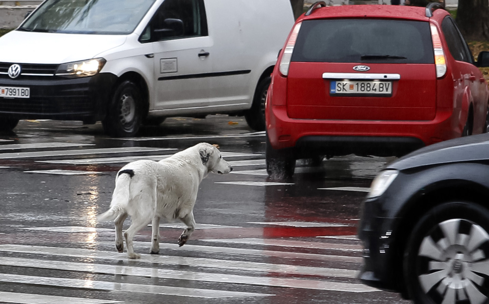 Воjислав Димитровски е нов директор на „Лајка“