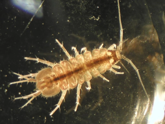 Струшкиот Музеј ќе колекционира фауна од дното на Охридското Езеро