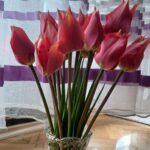 Како да ги освежите лалињата во вазна? Градинарка откри добар трик, откако тестирала три методи