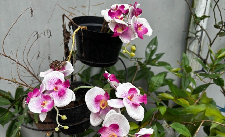 Ги воскреснува веднаш, инфузија за орхидеи: Штом почнат да венеат, дајте им го ова, ќе раѓаат прекрасни цветови.