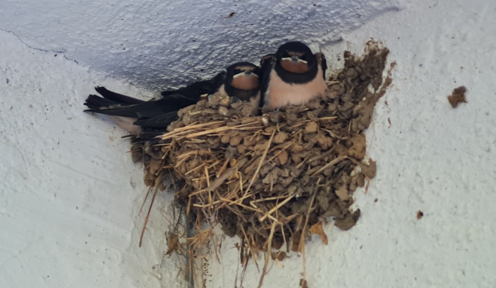 Платформата ptici.mk собра над 34.000 податоци за птиците во Македонија