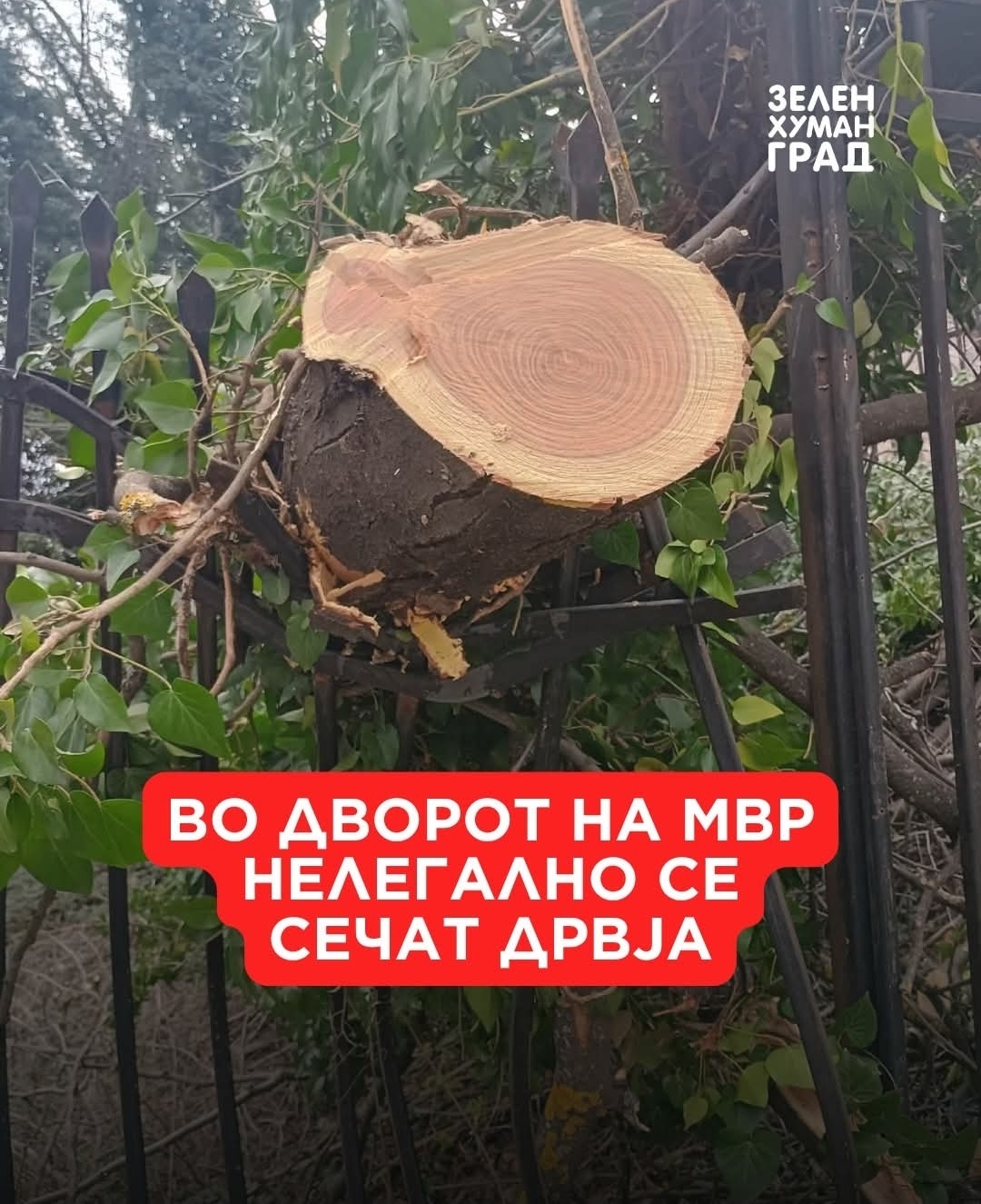Зелен хуман град: Во дворот на МВР нелегално се сечат дрвја