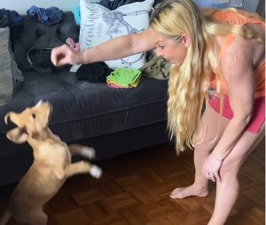 Мислела дека вдомила чивава, но кучето продолжило да расте – на крај достигнало 43 килограми