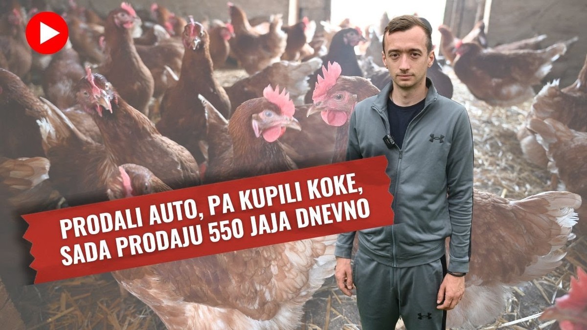 Животна приказна: Го продале автомобилот, купиле кокошки – денес доставуваат 550 јајца на ден