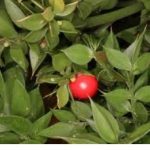 Растението убиец на хемороидите