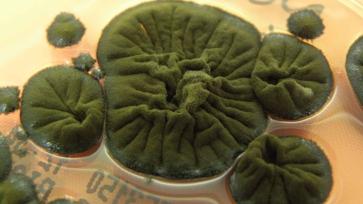 Црната мувла во Чернобил се храни со смртоносната радијација – преживува таму каде што човекот не смее ни да се приближи Кристина Гиева