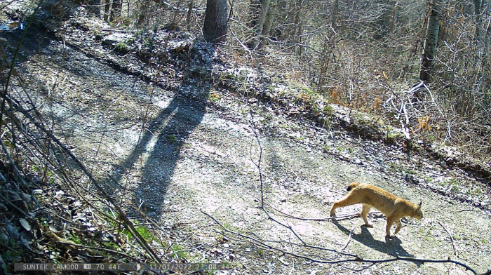 Од 3 на 5: Нови две единки балкански рис забележани на Шар Планина | ВИДЕО