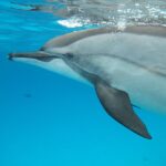 Дали луѓето наскоро ќе разговараат со делфините?