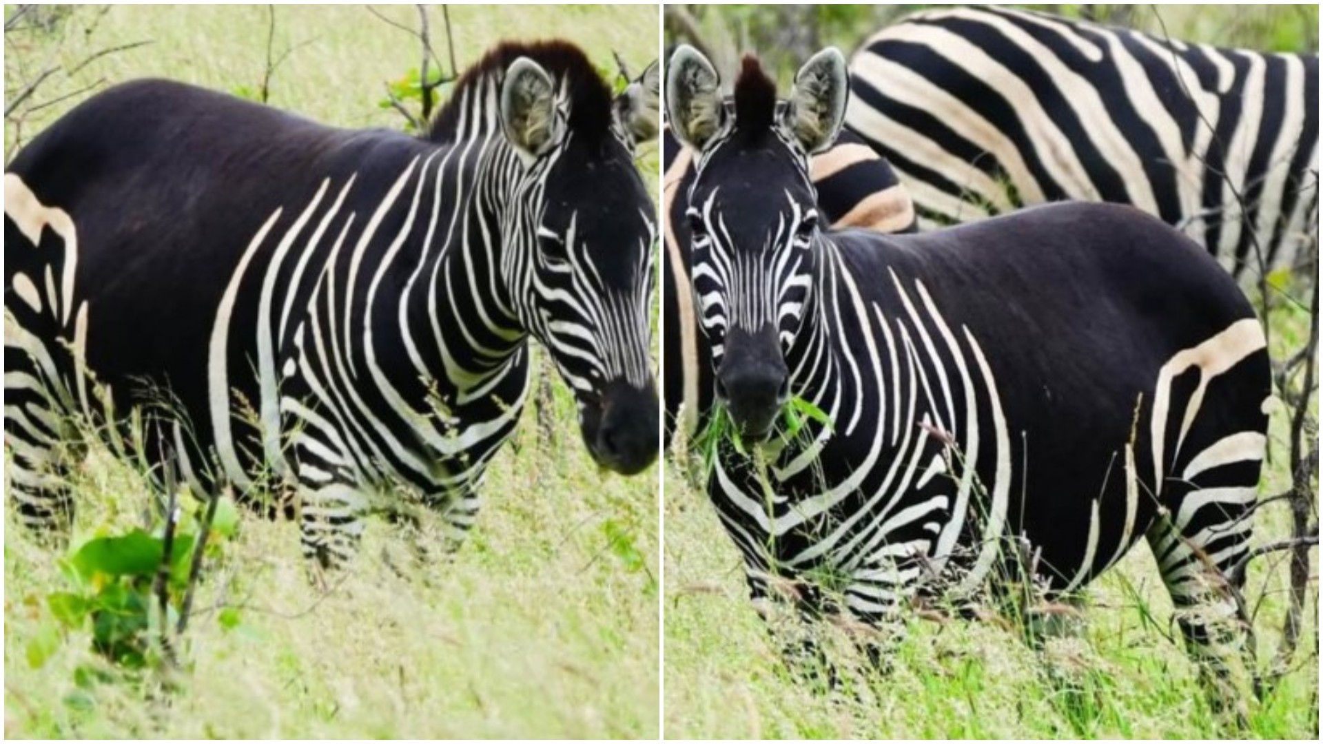 Вистинско чудо: Зебра стана вирална поради немање бели шари