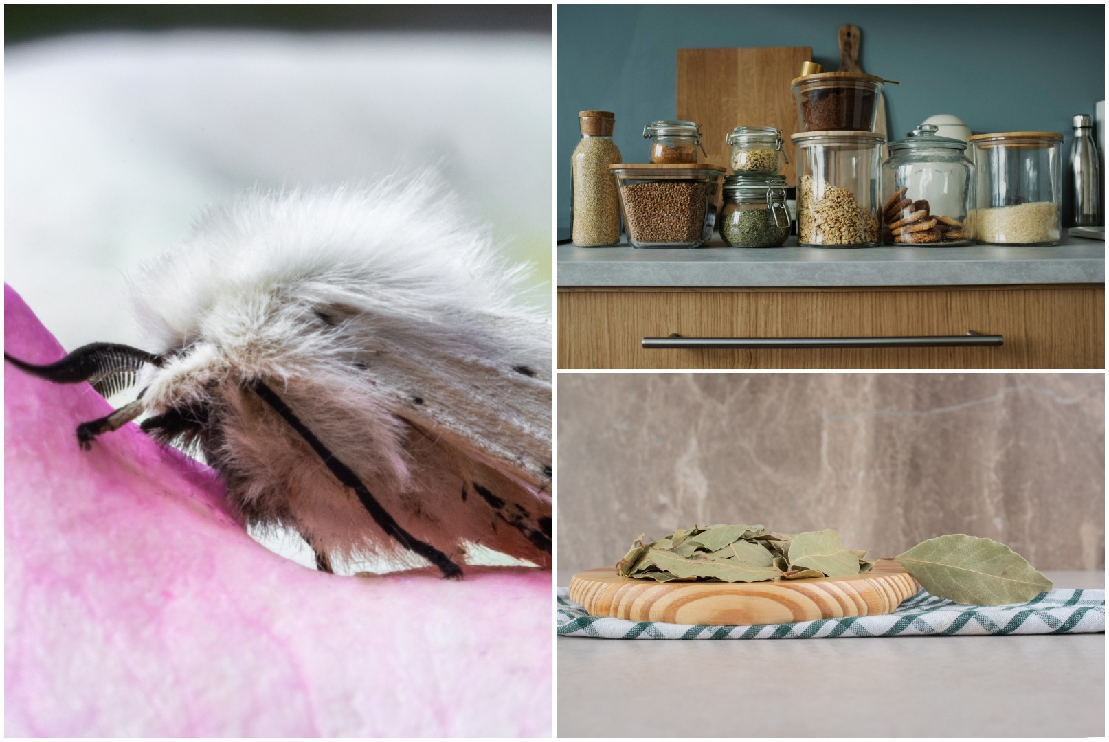 Еден едноставен трик против кујнските молци – ќе исчезнат засекогаш (ВИДЕО)