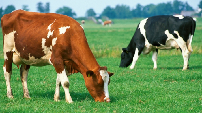 Шест волови од кривопаланечко залутале во Бугарија, за нивната судбина ќе одлучуваат бугарските институции