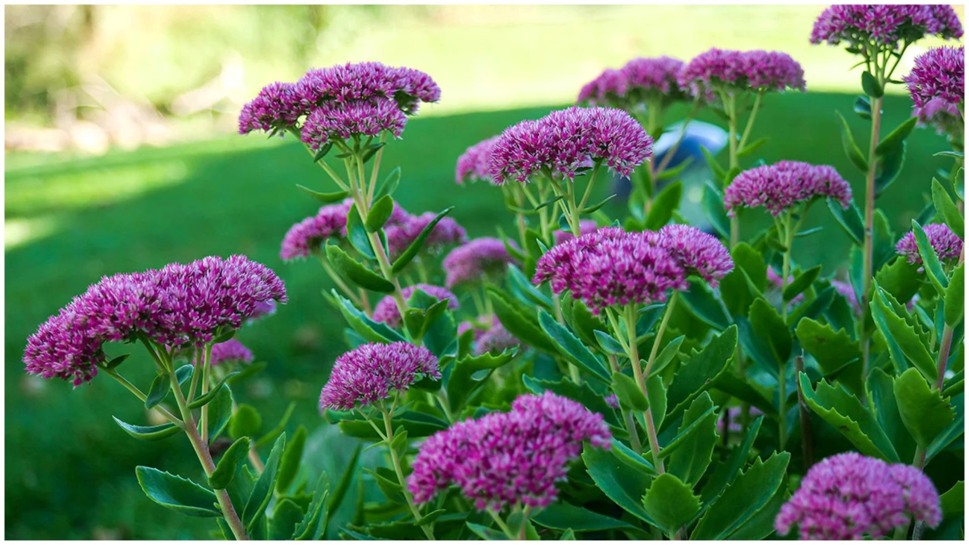 Ако немате навика да се грижите за растенијата, овој сукулент е одличен за вас и вашата градина