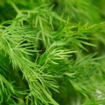 Копарот лекува многу болести – За што помага ова лековито растение?