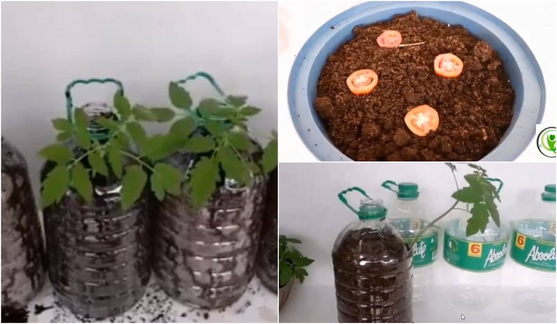 Домати засадени во пластични шишиња се нов хит: Успеваат на тераса, а се одржуваат многу лесно