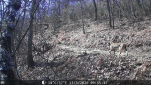 Две нови единки на балкански рис во НП „Шар Планина“ на територија на Општина Врапчиште