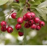 Глогoт е корисен за работата на срцето