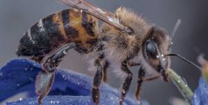 Научниците откриваат: Во светот постојат до 26.000 видови пчели, илјадници сè уште непознати