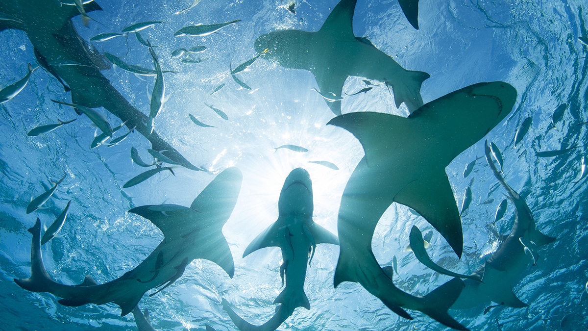 Необично истражување: Ајкулите на Бахамите се позитивни на кокаин и кофеин