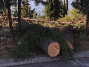 Кривична пријава против три физички и едно правно лице, го оштетиле буџетот на ЈП „Национални шуми“ за над три милиони денари