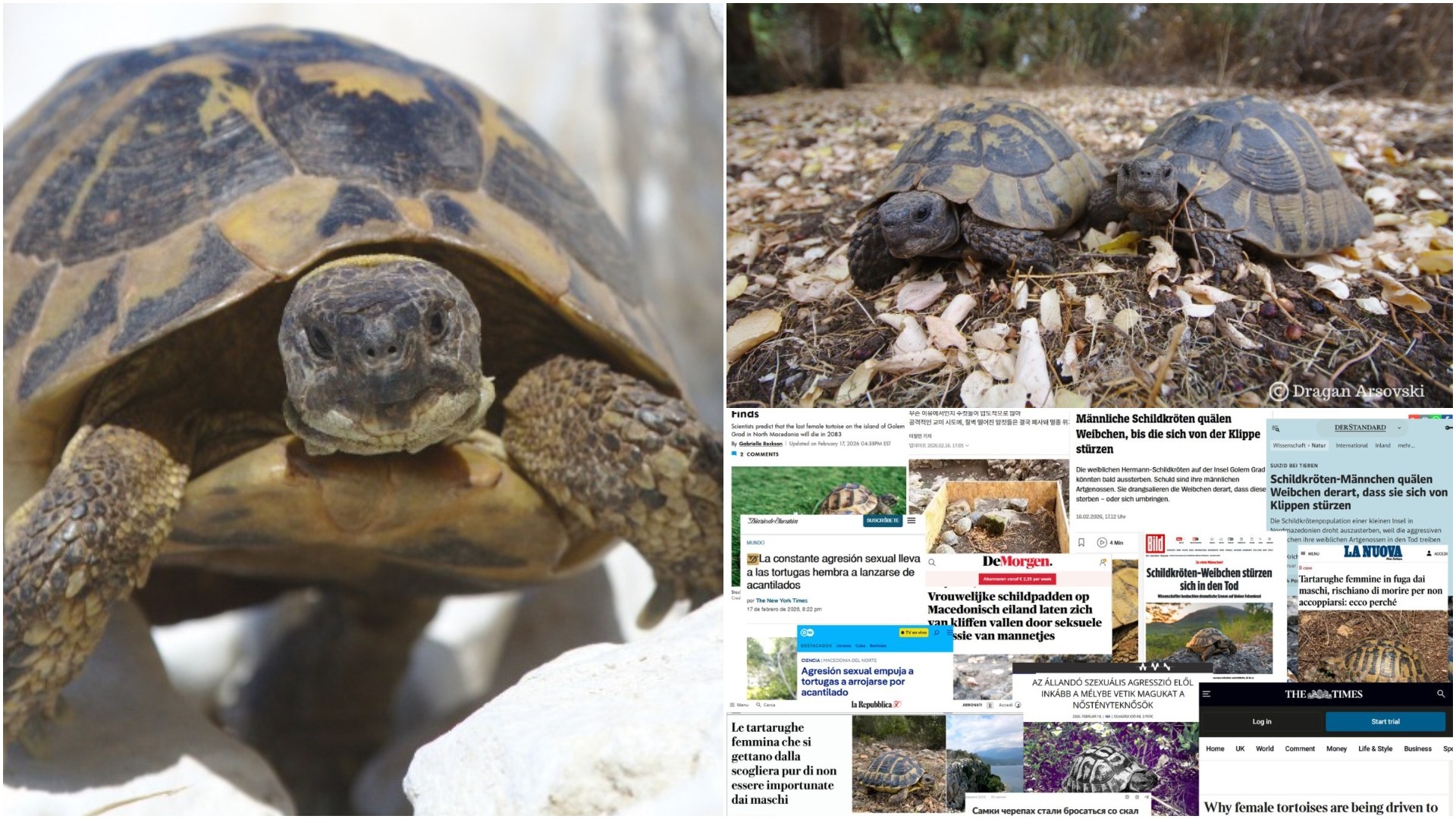 Од Преспа до Њујорк Тајмс: Желките од Голем Град – приказна што го обиколи светот