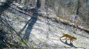 Регистрирани две нови единки Балкански рис на Шар Планина – сега се вкупно пет