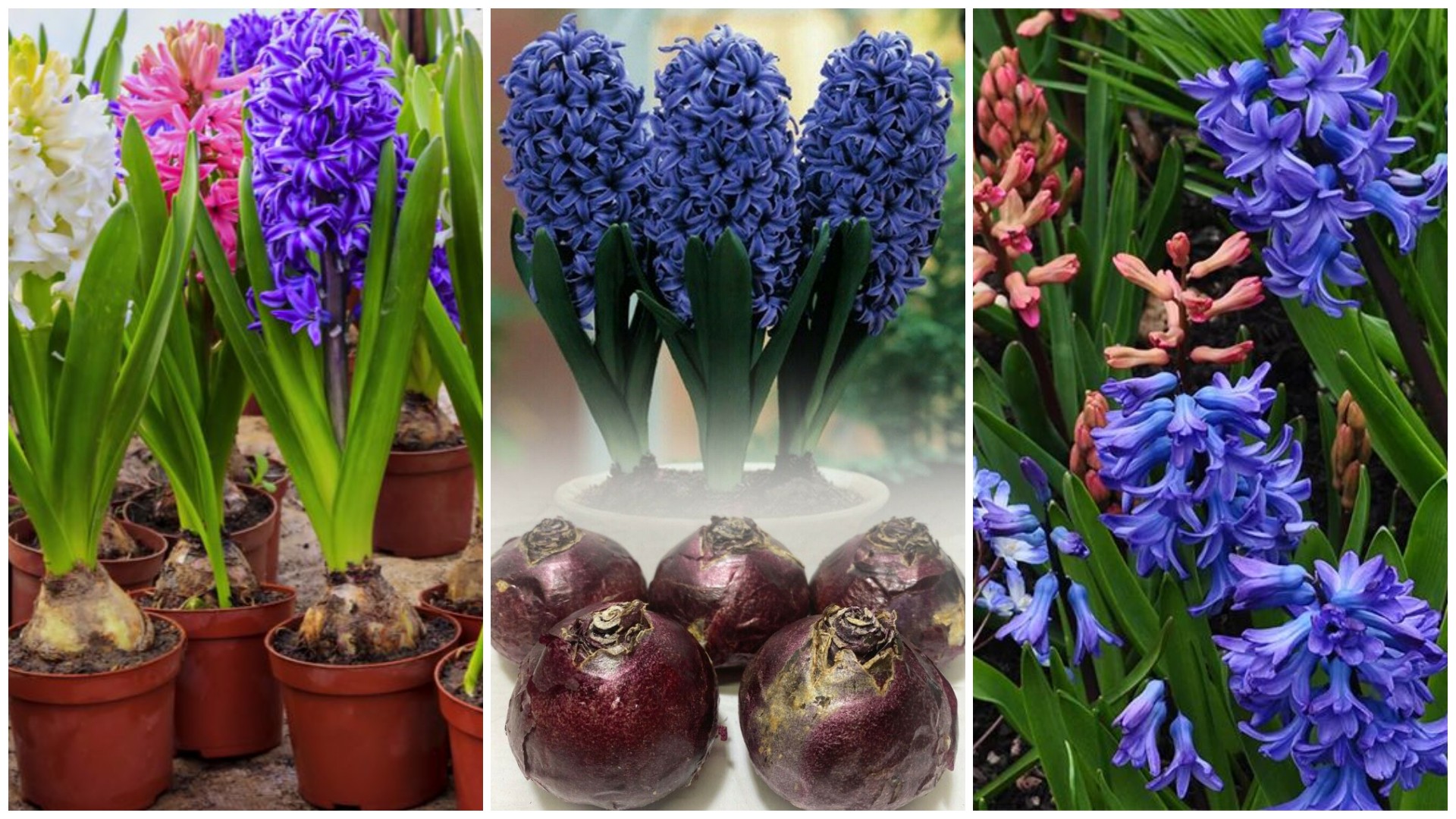 Што треба да направите за зумбулите да ви цветаат секоја година – одново и одново?