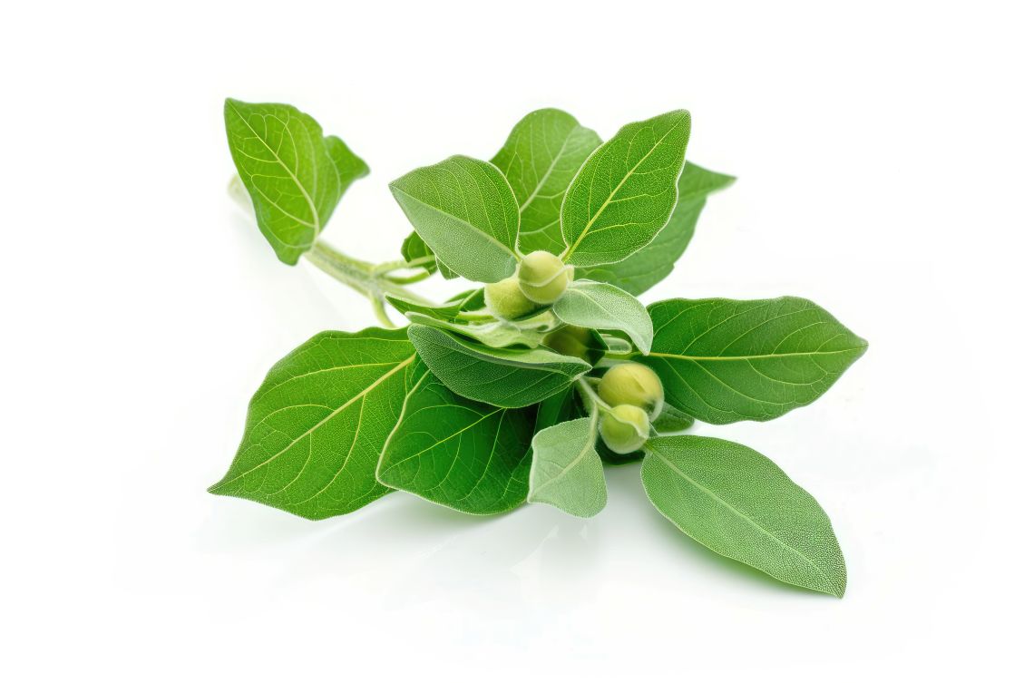 ДАЛИ АШВАГАНДАТА НАВИСТИНА ПОМАГА?