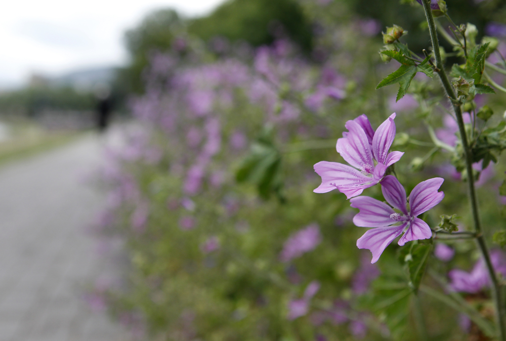 Почнува пролетта