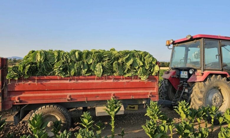 Понудените цени за новата реколта тутун за производителите се неприфатливи