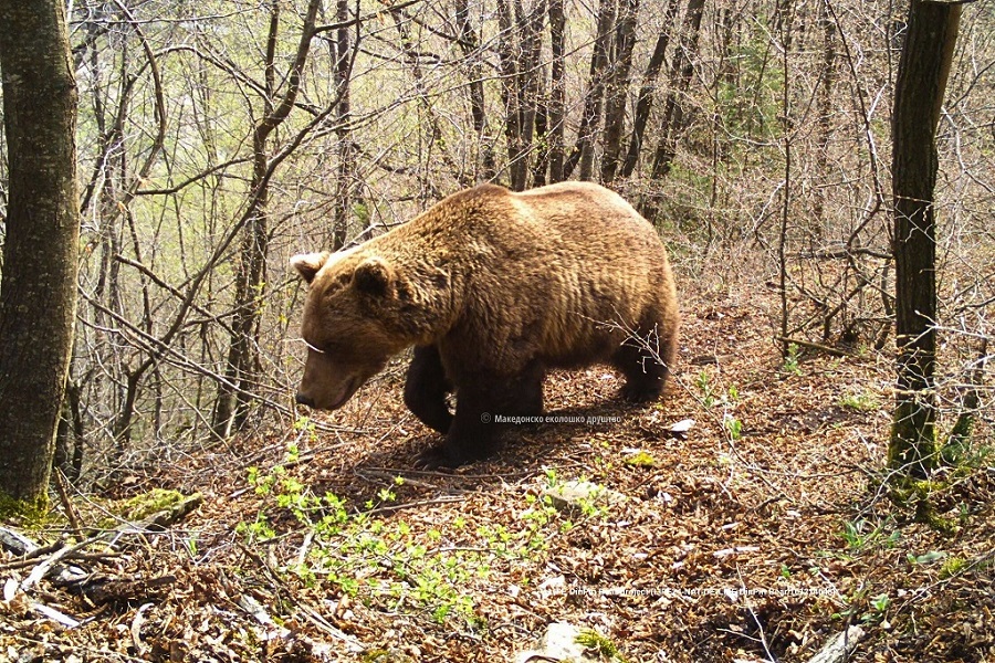 МЕД ќе спроведува нов амбициозен европски проект за зачувување на кафеавата мечка во Динаро-Пиндскиот Регион