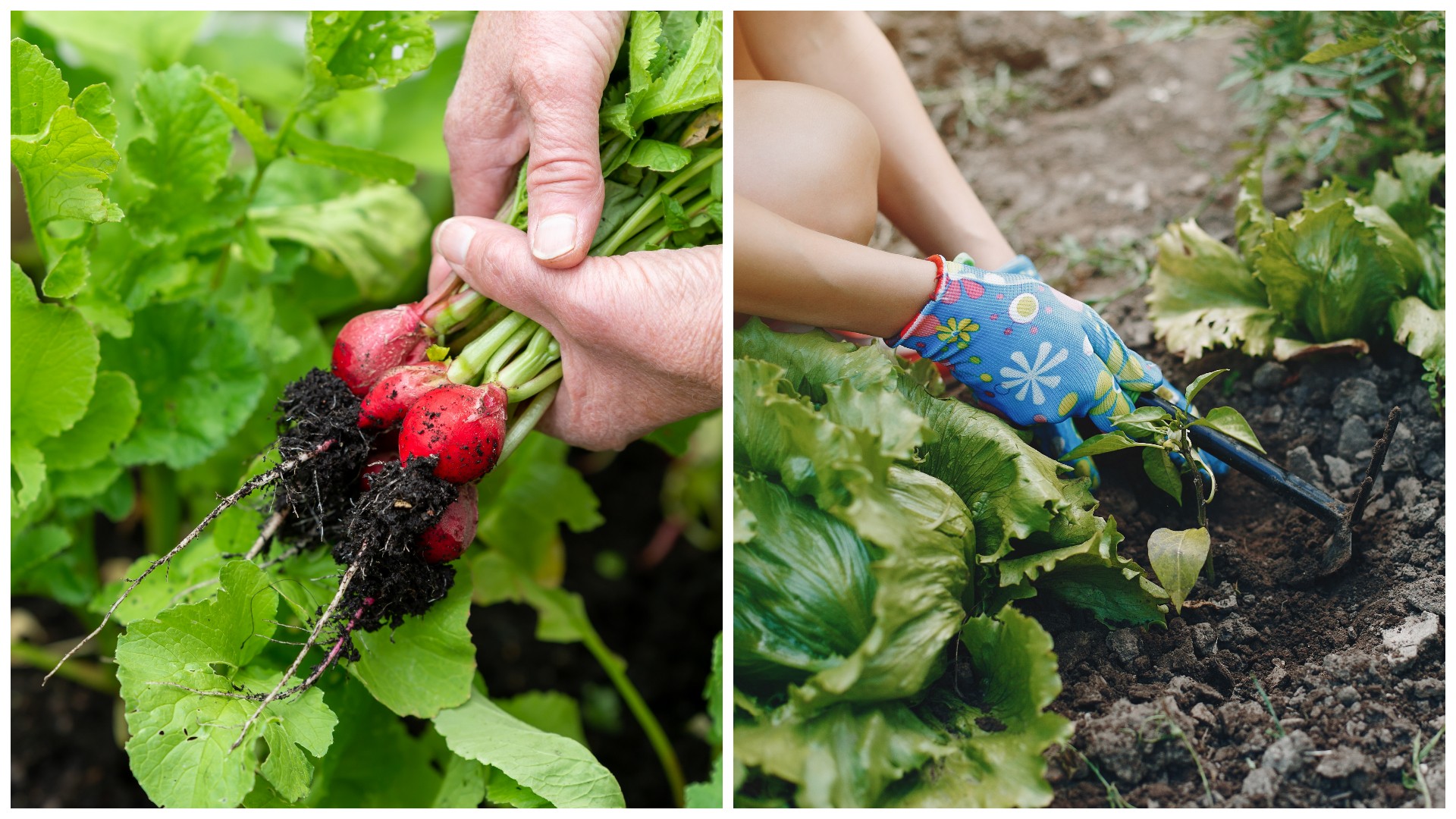 Градинарка ги руши сите митови: Кој зеленчук раѓа плодови за само 30 дена – совети злато вредни за секој двор