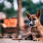 Македонија не е преплавена со опасни кучиња – преплавена е со неодговорни сопственици