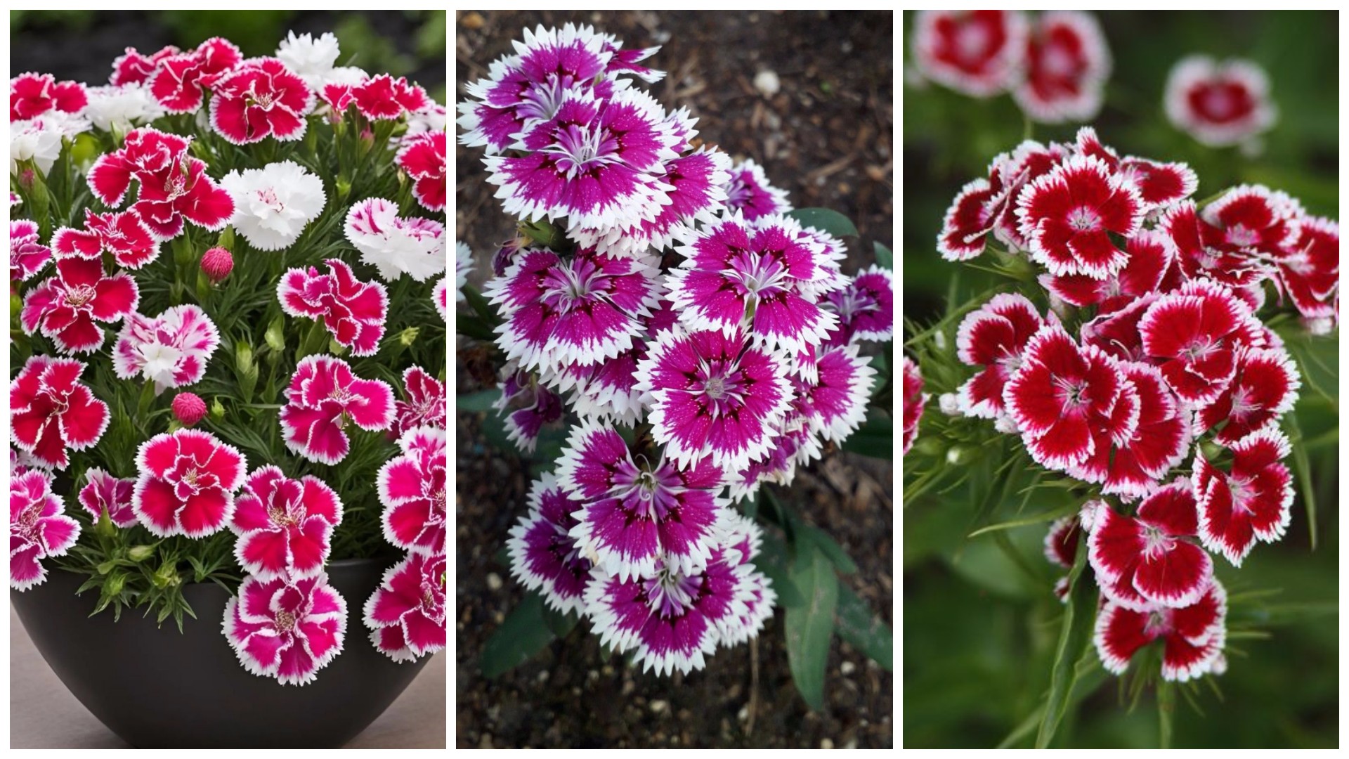 Турски каранфил – миризливи цветови со кои ќе направите цветен рај во градината