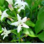 Водената детелина ја намалува телесната температура