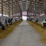 Битола без луѓе, Пелагонија без стока