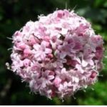 Валеријана – растение кое има силно дејство за лекување многу болести