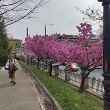 Јапонецот што секоја пролет доаѓа во Сараево