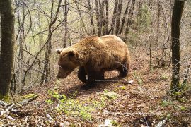 Македонија ќе биде дел од европски проект за заштита на кафеавата мечка