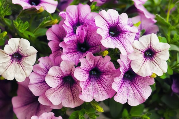 Што да засадите во април: Пет растенија кои внесуваат боја на терасата и во градината