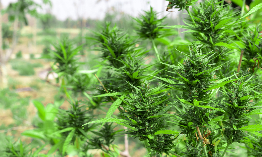 Шри Ланка: Уапсени 22 будистички монаси, во куферите имале 110 кг канабис